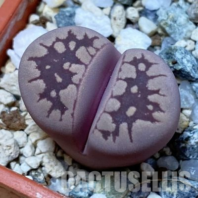 SH36311 Lithops otzeniana ‘Cesky Granat’