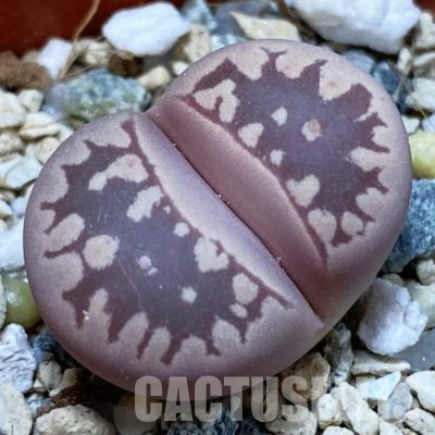 SH36312 Lithops otzeniana ‘Cesky Granat’