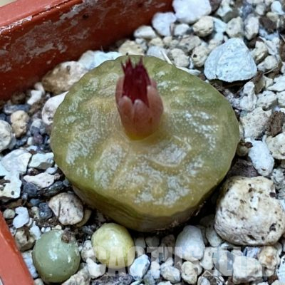 SH36313 Conophytum angelicae ssp. tetragonum