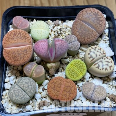 SH36315 Lithops mix