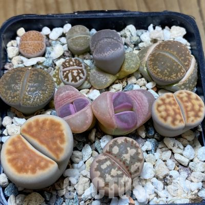 SH36316 Lithops mix
