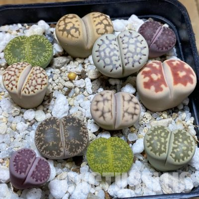 SH36317 Lithops mix