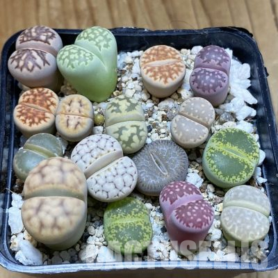 SH36318 Lithops mix