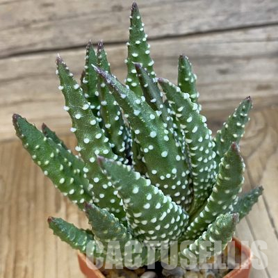 SH11611 Haworthia pumila