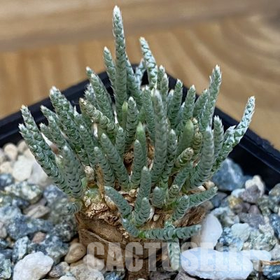 SH36237 Avonia alstonii