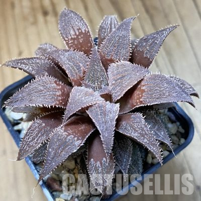 SH36239 Haworthia wimii hybrid -Japan-