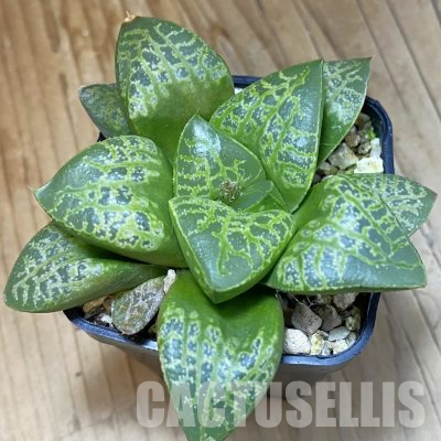 SH36240 Haworthia comptoniana 'Kamen Butokai'