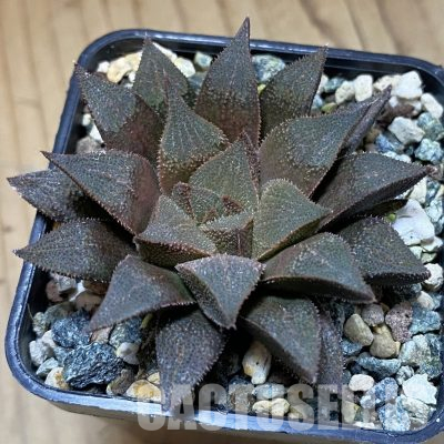 SH36241 Haworthia pygmaea hybrid