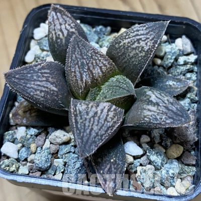 SH36242 Haworthia splendens 'Hakuja'