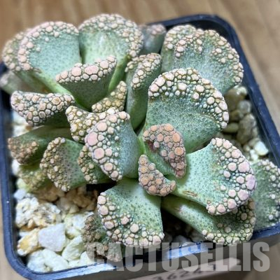 SH36243 Titanopsis calcarea, ex MG1870.04