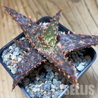 SH36229 Aloe TCT hybrid