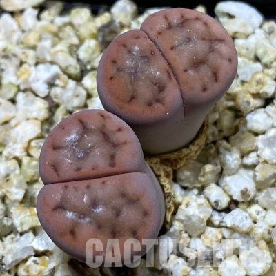 SH36244 Lithops schwantesii v. tisheri