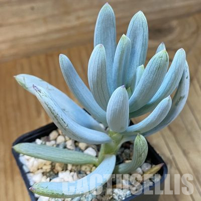 SH36245 Senecio serpens ‘Dwarf Blue Chalk Sticks’