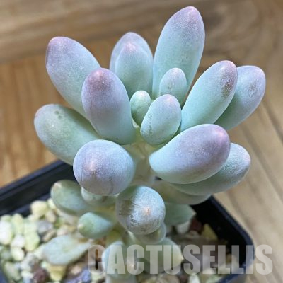SH36246 Pachyphytum machucae ‘Baby Finger’