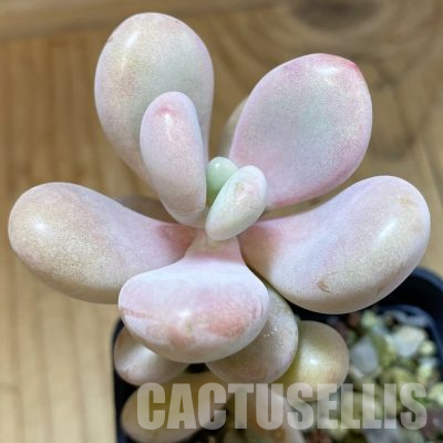 SH36247 Pachyphytum 'Momobijn'