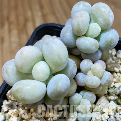 SH36248 Pachyphytum oviferum
