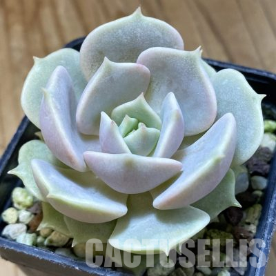 SH36249 Echeveria 'Lola'