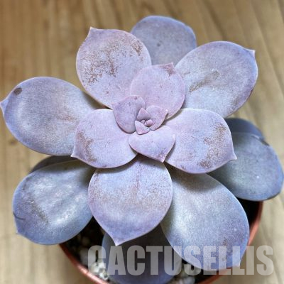 SH36250 Graptopetalum 'Superbum'