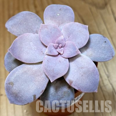 SH36251 Graptopetalum 'Superbum'