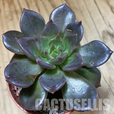 SH36252 Echeveria 'Black Prince'