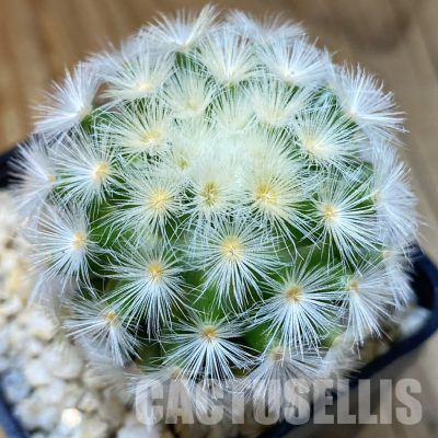 SH36253 Mammillaria carmenae hybrid