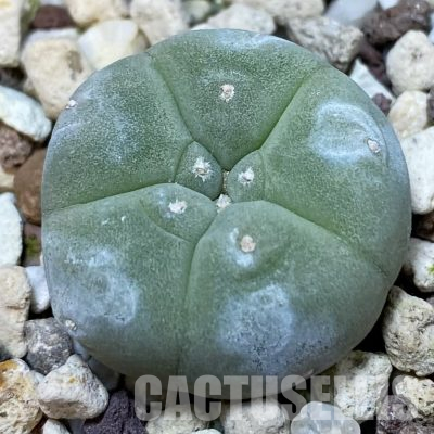 SH36254 Anhalonium williamsii