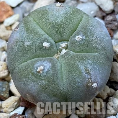 SH36255 Anhalonium williamsii