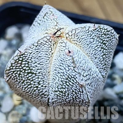 SH36256 Astrophytum myriostigma ‘Onzuka’ v. quadricostatum
