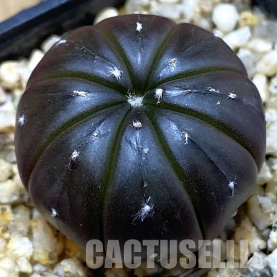 SH36257 Astrophytum asterias ‘Purple Skin’, seedling