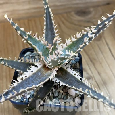 SH36230 Aloe TCT hybrid