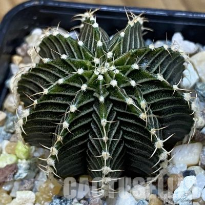 SH36258 Gymnocalycium friedrichii 9R001 hybrid
