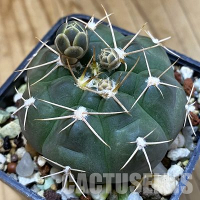 SH36259 Gymnocalycium capillaense v. mucidum