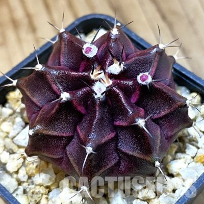 SH36260 Gymnocalycium mihanovichii ‘Day Dream’ hybrid