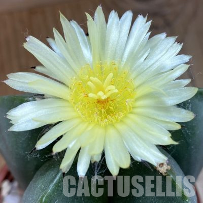 SH36355 Astrophytum myriostigma v. nudum, 7 years old