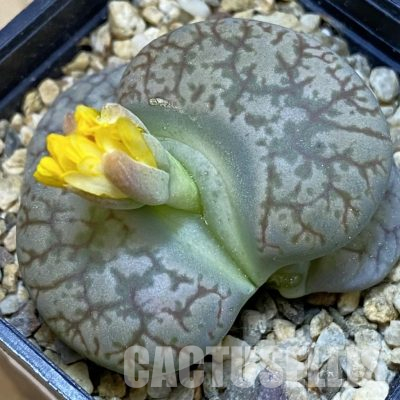 SH36350 Lithops gesineae C078