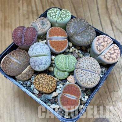 SH36351 Lithops mix