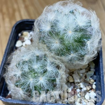 SH36352 Mammillaria plumosa