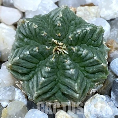 SH36354 Aztekium ritteri VM 619, seedling