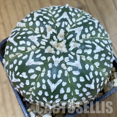 SH36356 Astrophytum asterias ‘Super Kabuto’ V-type f. nudum