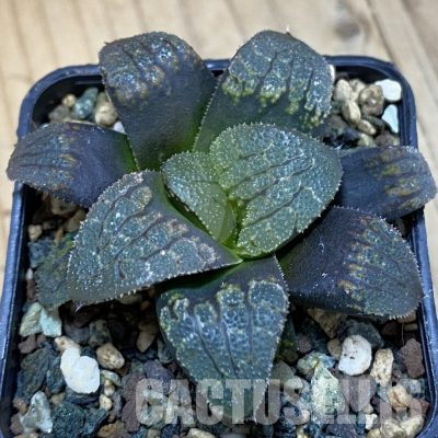 SH36319 Haworthia 'Hakuteijyo' x emelyae var. major, seedling