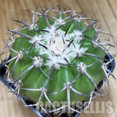 SH36358 Discocactus aff. alteolens MH 587, own roots