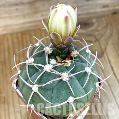 SH36359 Gymnocalycium bayrianum