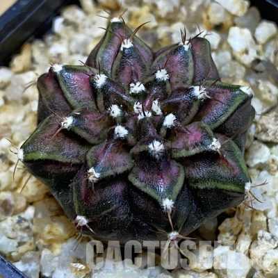 SH36360 Gymnocalycium mihanovichii ‘T-Lux’