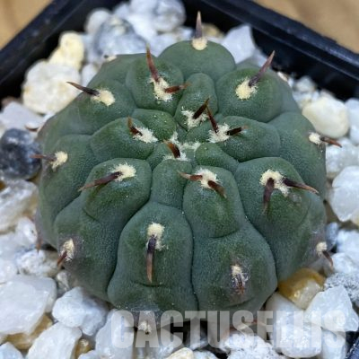 SH36362 Gymnocalycium vatteri v. unguispinum, selection