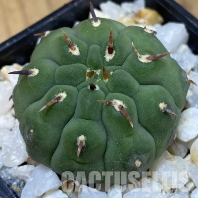 SH36363 Gymnocalycium vatteri v. unguispinum, selection