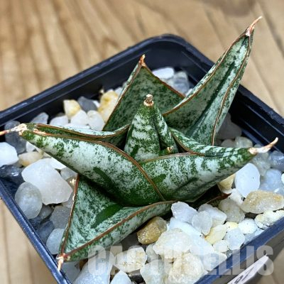 SH34697 Sansevieria ‘Nillaphat'