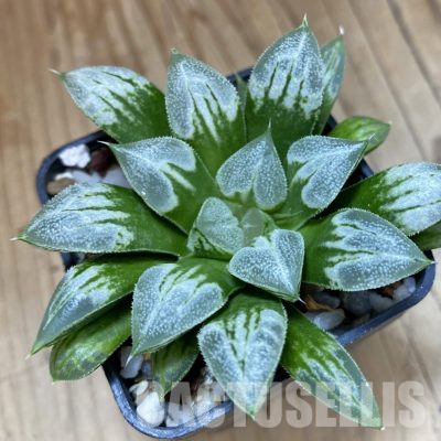 SH36320 Haworthia 'Hakuteijyo' x emelyae var. major, seedling
