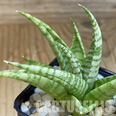 SH34696 Sansevieria ‘Momo’