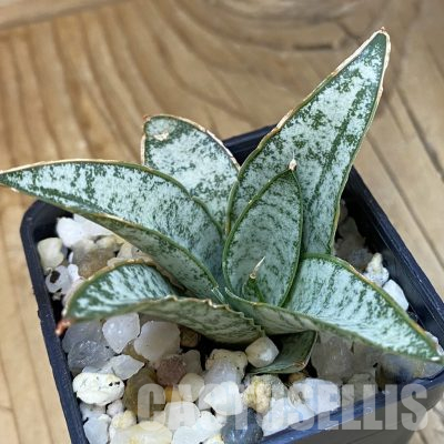 SH34699 Sansevieria ‘Tabby'