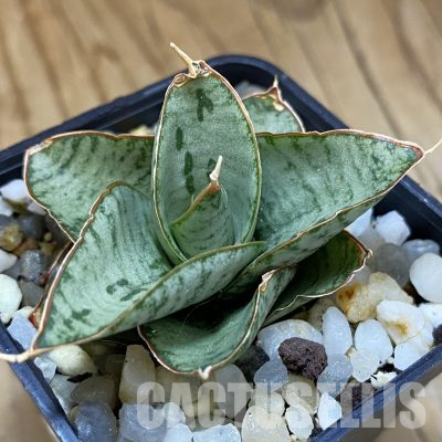 SH34698 Sansevieria ‘Kaisar’